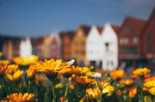 Terrace of houses with golden flowers in the foreground