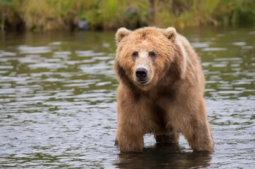 Big brown bear wading in a river