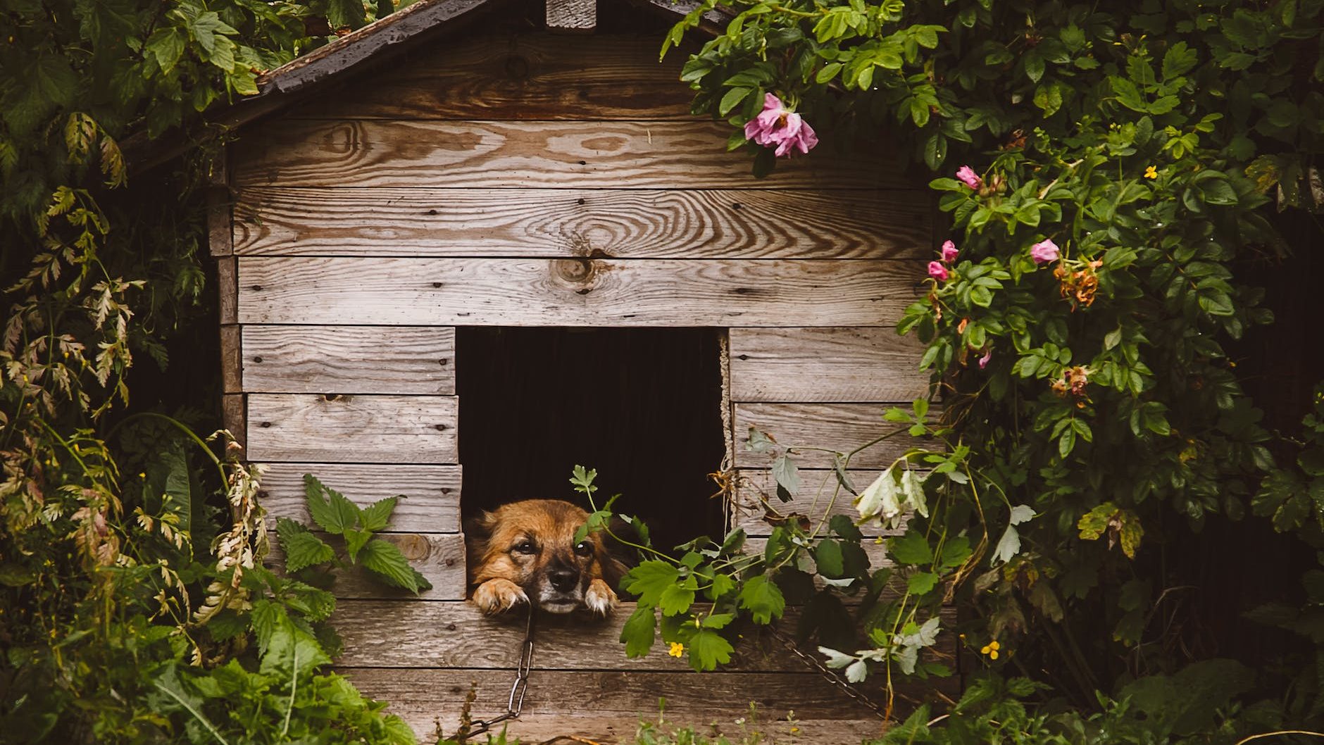 Little brown dog chilling in its kennel