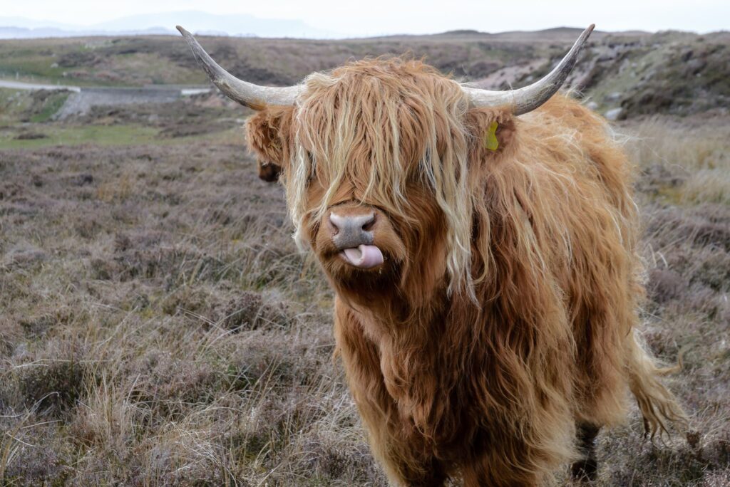 A photo of a cow to illustrate a bull market in a fun way