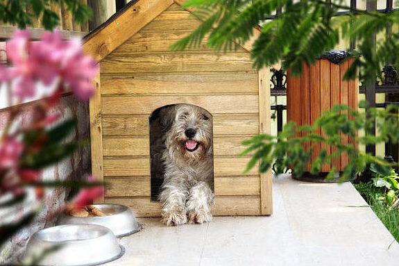 Long haired brown dog sitting in his kennel looking out